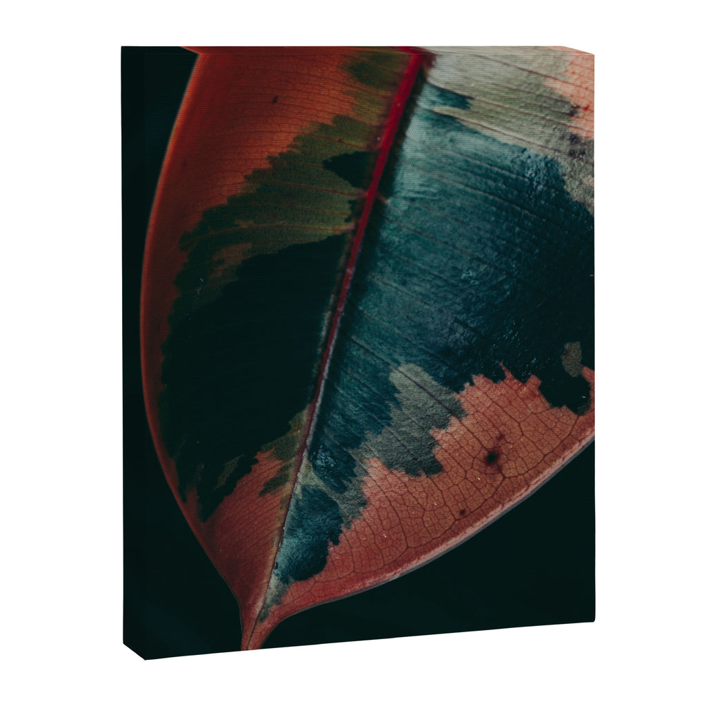 Ficus Leaf Study Canvas Print Gallery Image 6