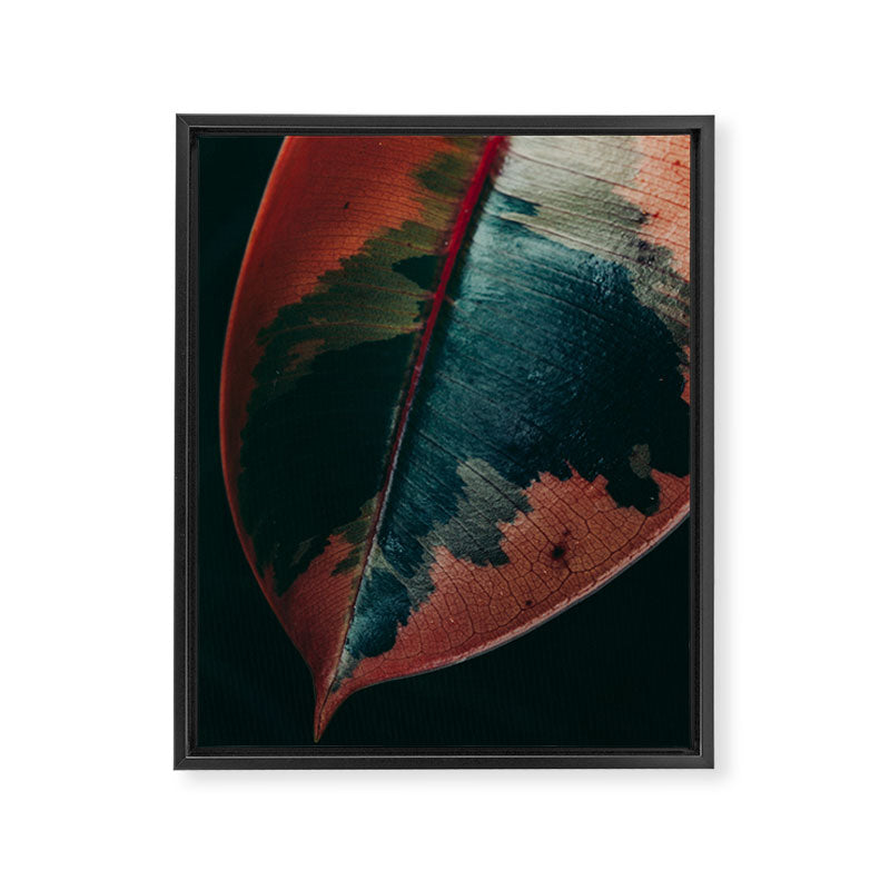Ficus Leaf Study Framed Canvas Print Gallery Image 6