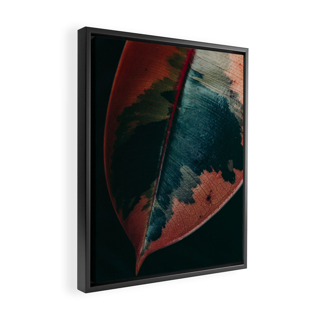 Ficus Leaf Study Framed Canvas Print Gallery Image 2
