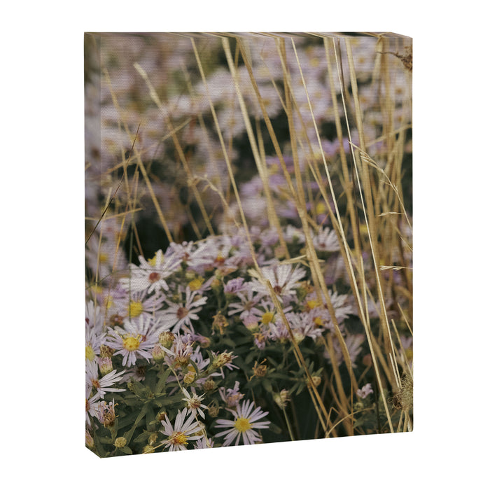 field of aster wildflowers - botanical nature photograph Canvas Print Gallery Image 1