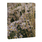 field of aster wildflowers - botanical nature photograph Canvas Print Gallery Image 6