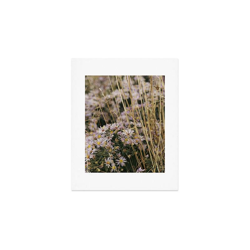 field of aster wildflowers - botanical nature photograph Art Print Gallery Image 1