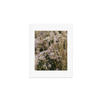 field of aster wildflowers - botanical nature photograph Art Print Gallery Image 1