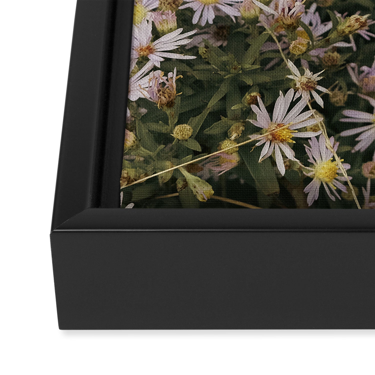 field of aster wildflowers - botanical nature photograph Framed Canvas Print Gallery Image 3