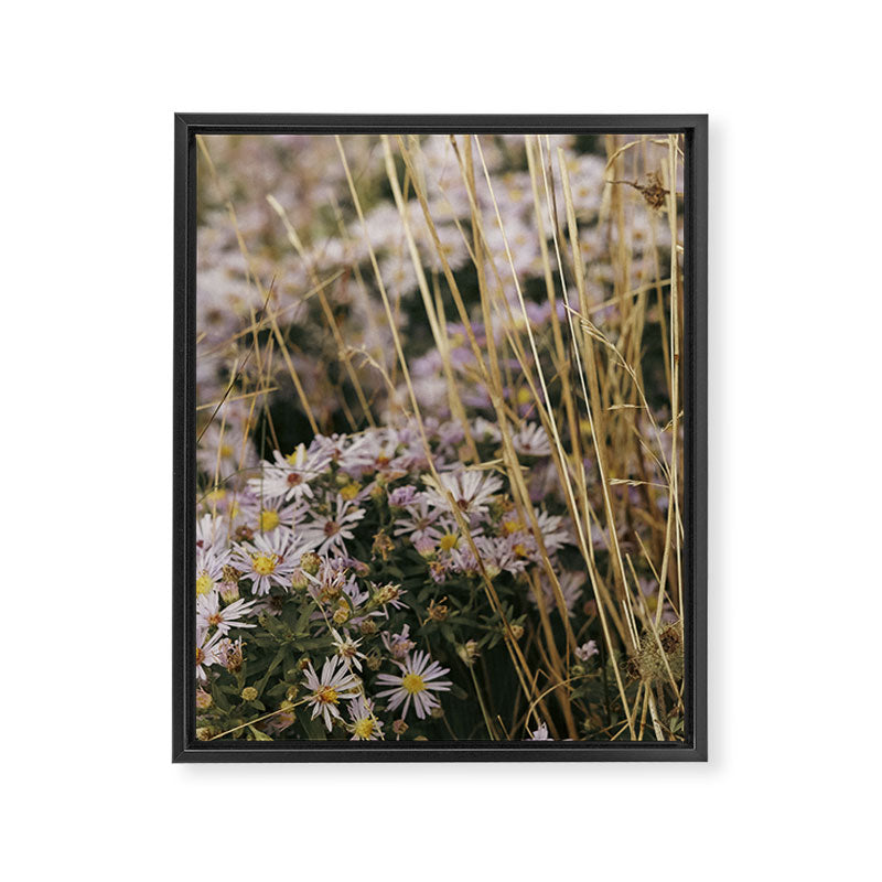 field of aster wildflowers - botanical nature photograph Framed Canvas Print Gallery Image 6