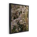 field of aster wildflowers - botanical nature photograph Framed Canvas Print Gallery Image 2