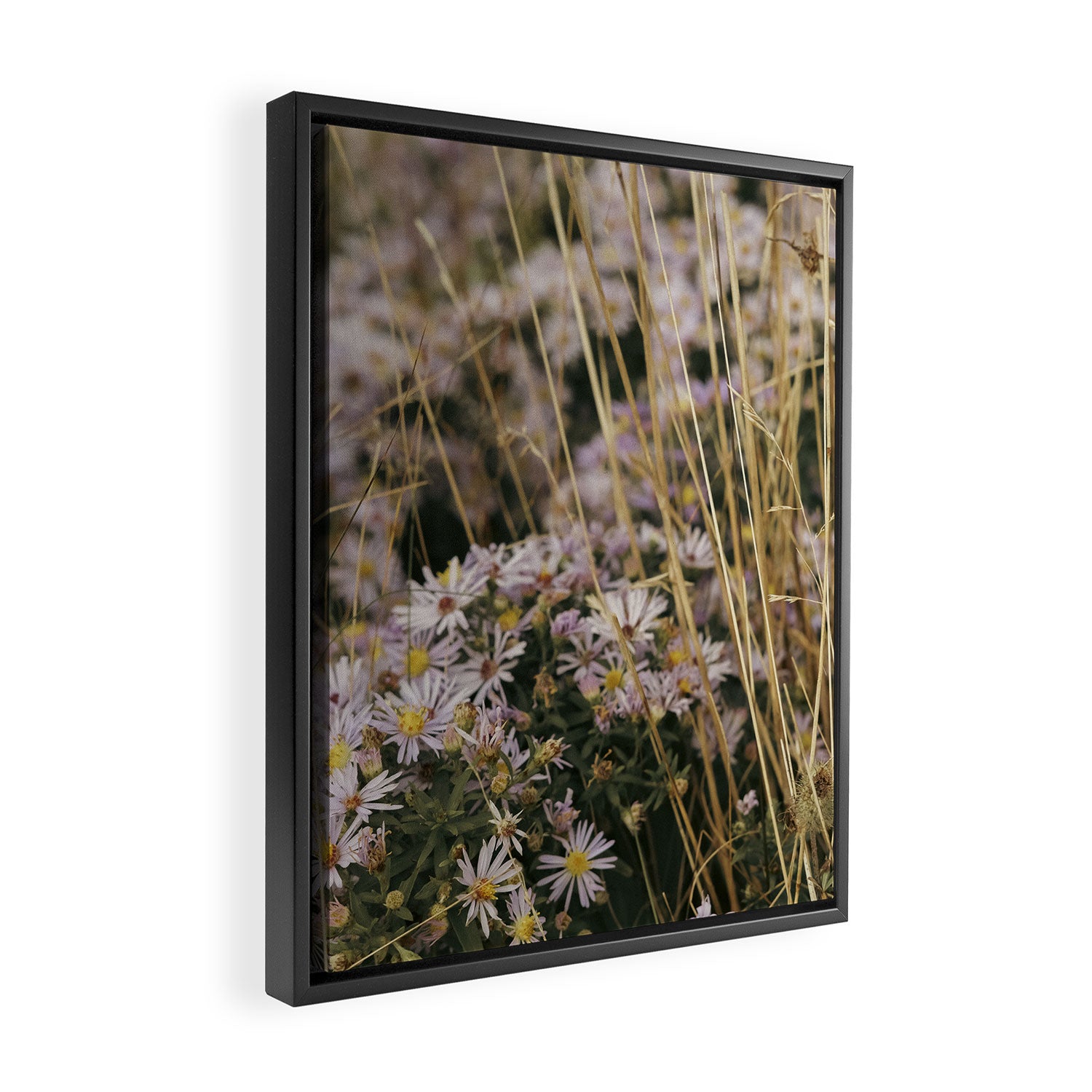field of aster wildflowers - botanical nature photograph Framed Canvas Print Gallery Image 2