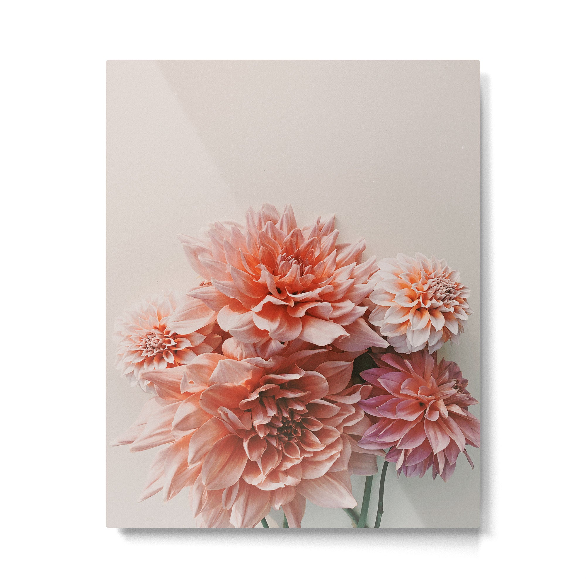 Find Your Tribe #2 - Modern Dahlia Botanical Photograph Metal Print Gallery Image 4
