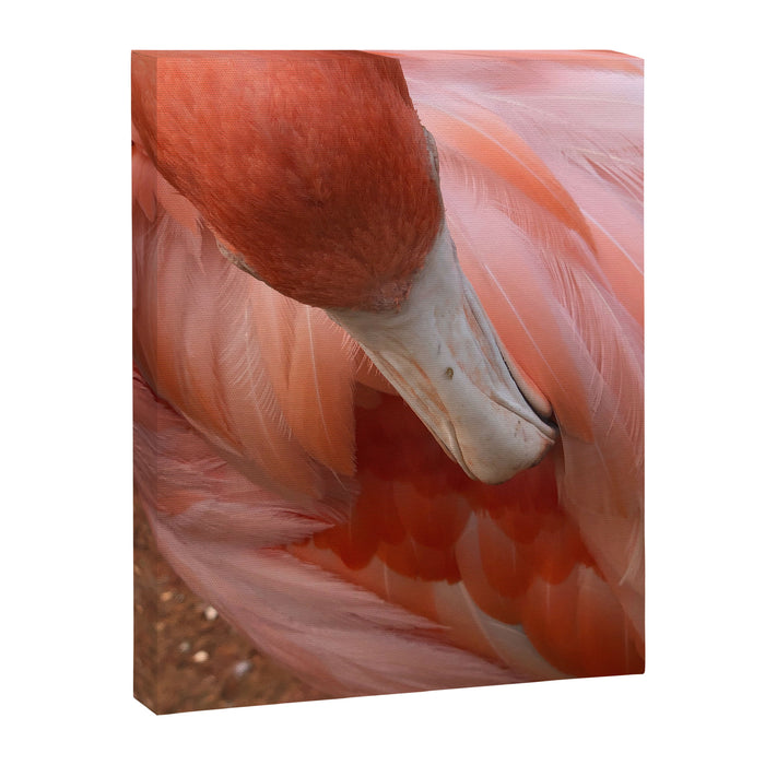 Flamingo Canvas Print Gallery Image 1