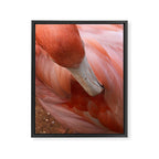 Flamingo Framed Canvas Print Gallery Image 6