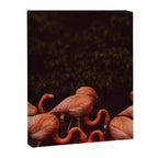 Flamingos Canvas Print Gallery Image 6