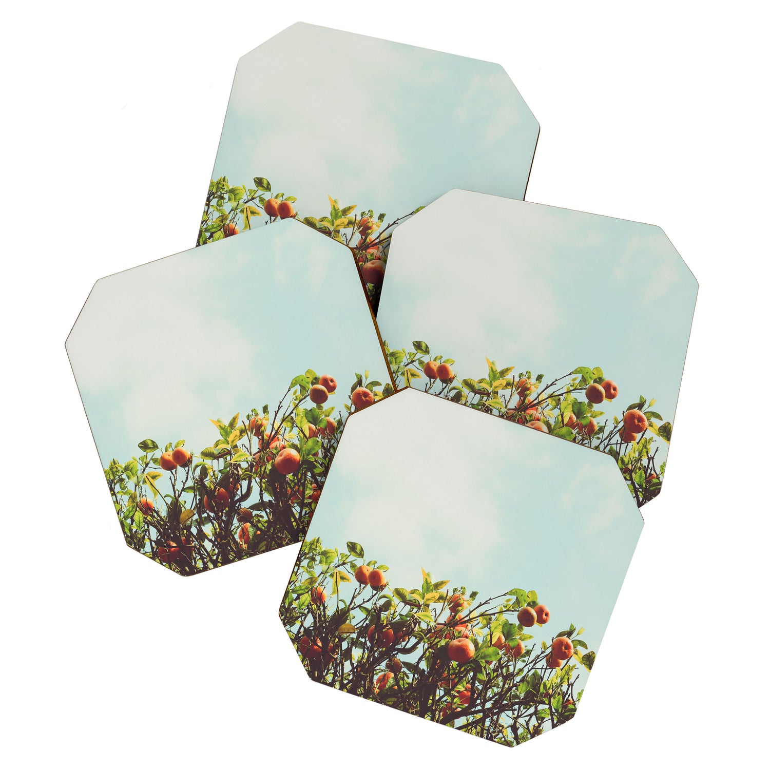 Florida Orange Grove Coaster Gallery Image 1