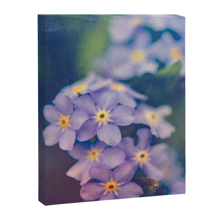Forget Me Not Canvas Print Gallery Image 1