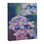 Forget Me Not Canvas Print Gallery Image 6