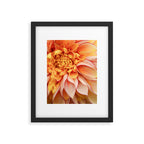 Free Spirit - Yellow Dahlia Flower Photo - Modern Botanical Art Framed Art Print Gallery Image 5
