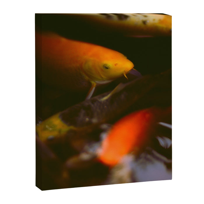 Goldfish and Koi in Summer Pond Canvas Print Gallery Image 1