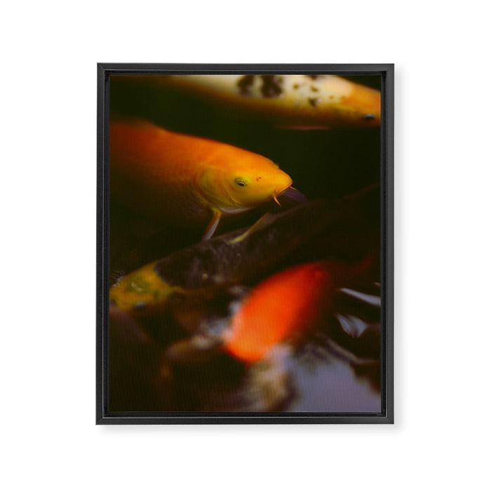 Goldfish and Koi in Summer Pond Framed Canvas Print Gallery Image 1