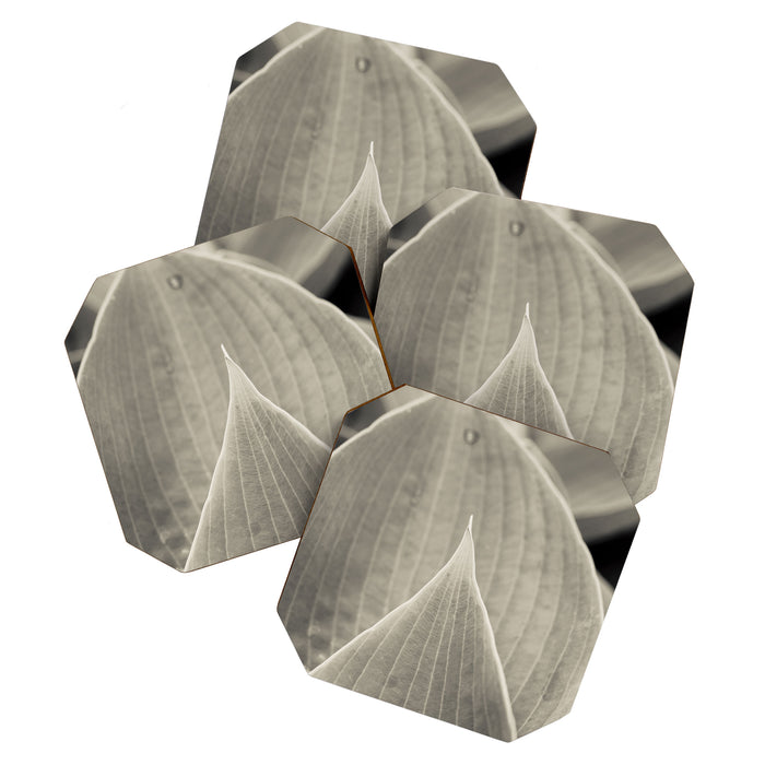 Gray Leaf Line Study Botanical Coaster Gallery Image 1