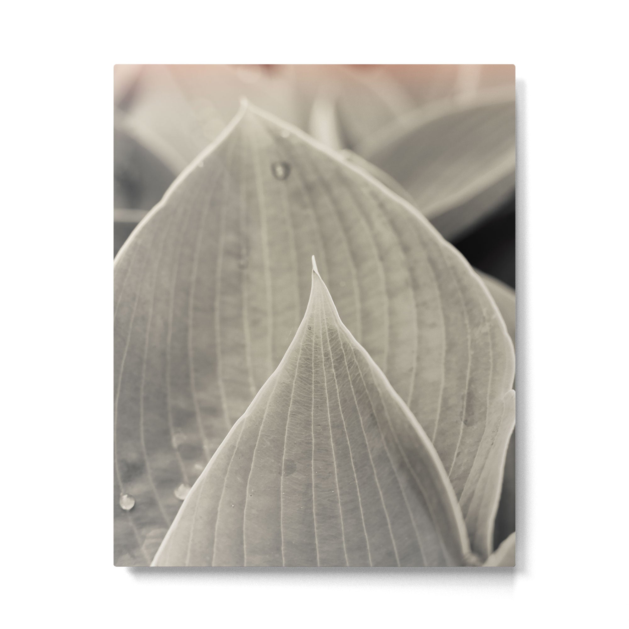 Gray Leaf Line Study Botanical Metal Print Gallery Image 4