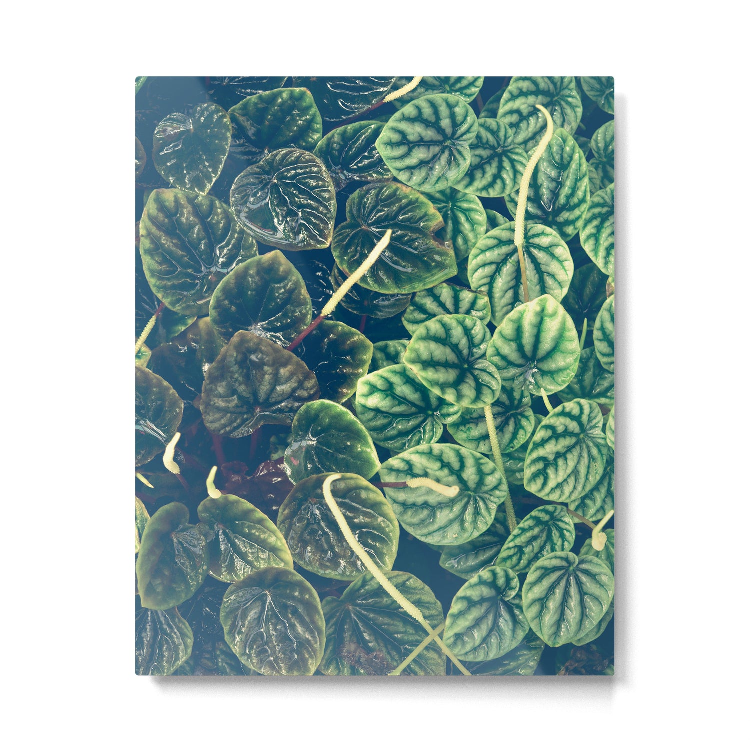 Green Leaves Metal Print Gallery Image 4