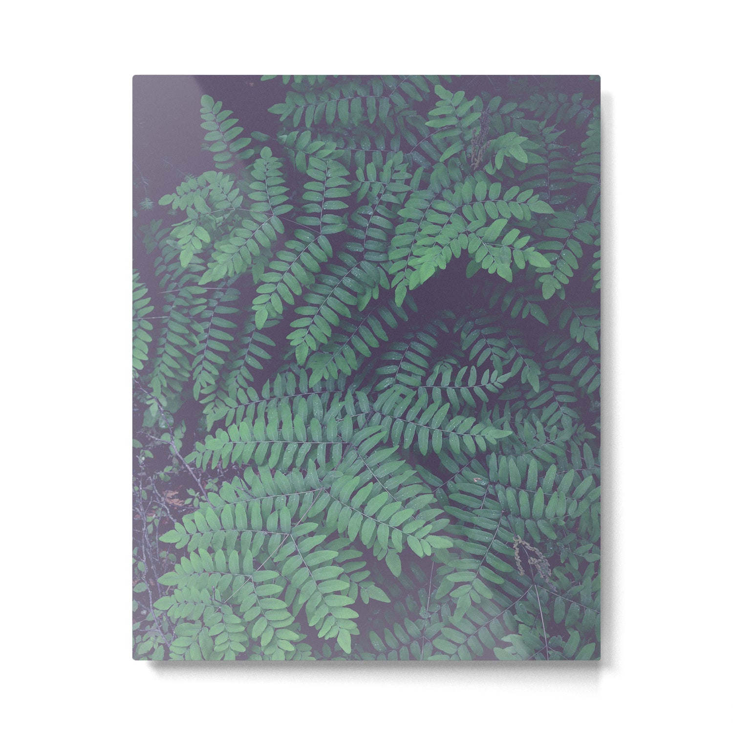 Green Woodland Fern forest leaf nature photograph Metal Print Gallery Image 4