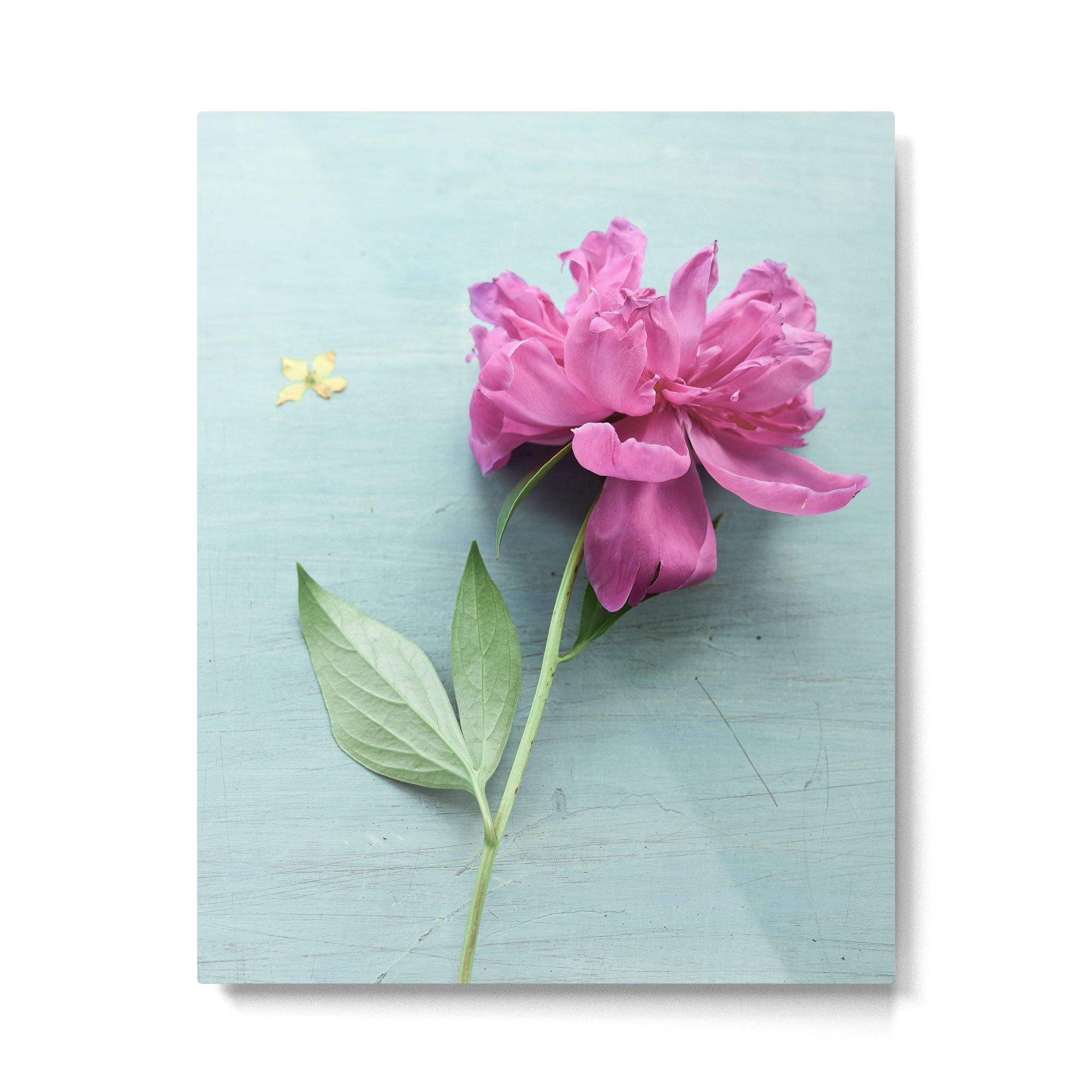 Happy Peony spring still life flower photography Metal Print Gallery Image 4
