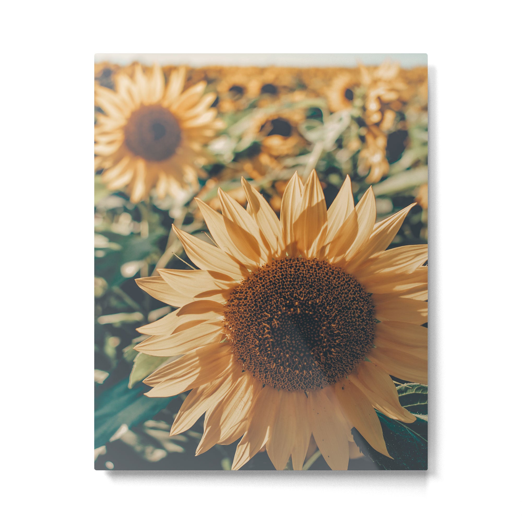 Happy Sunflower Field Metal Print Gallery Image 4