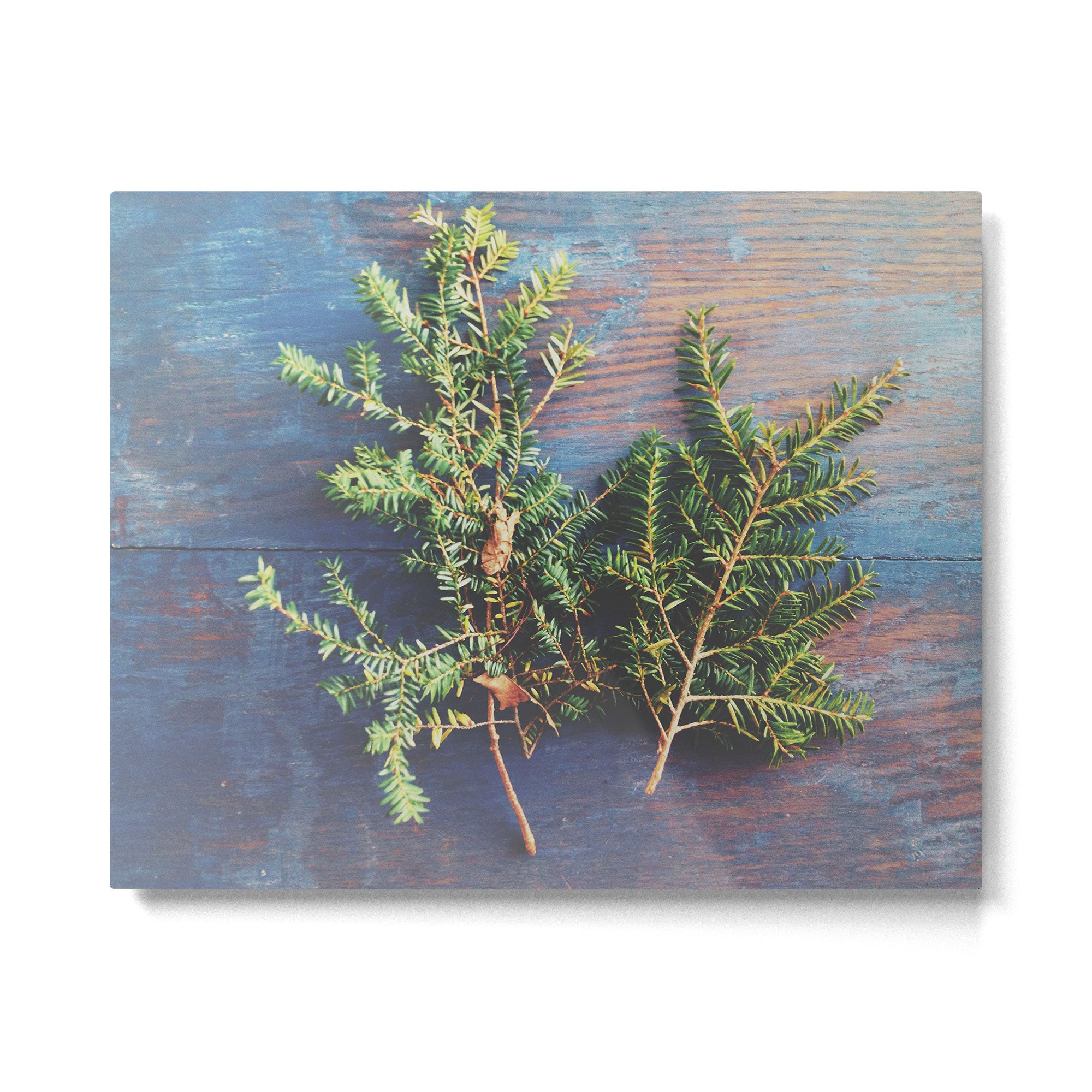 Hemlock on Blue Table - nature still life photograph Metal Print Gallery Image 6