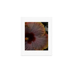 hibiscus photograph - floral botanical tropical art Art Print Gallery Image 1