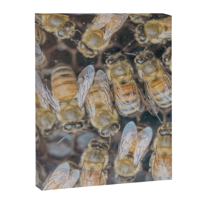 Honeybee Hive x environmental nature bee photograph Canvas Print Gallery Image 1