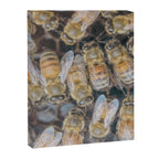 Honeybee Hive x environmental nature bee photograph Canvas Print Gallery Image 6