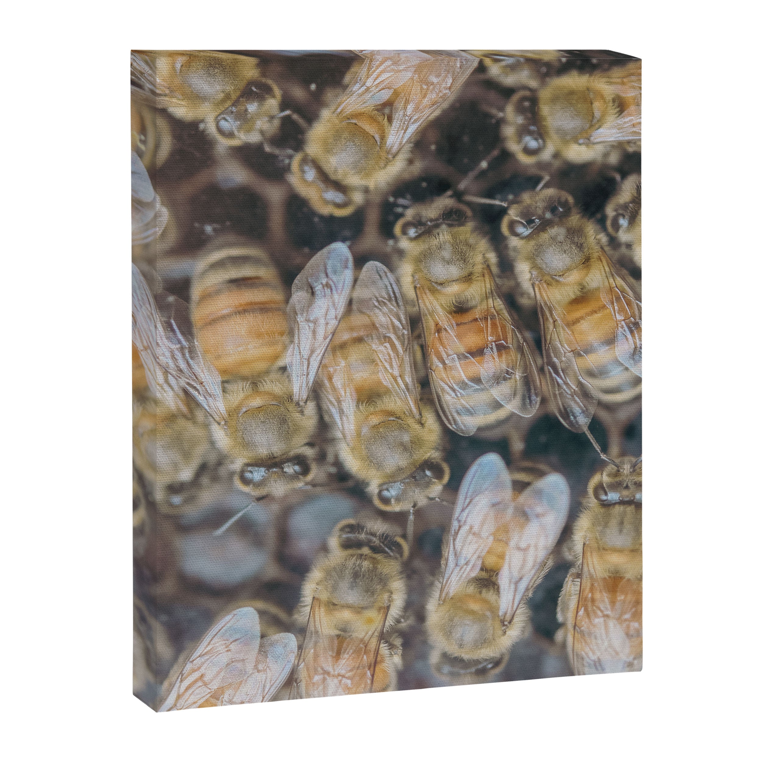 Honeybee Hive x environmental nature bee photograph Canvas Print Gallery Image 6
