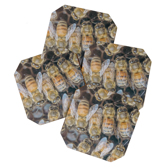 Honeybee Hive x environmental nature bee photograph Coaster Gallery Image 1