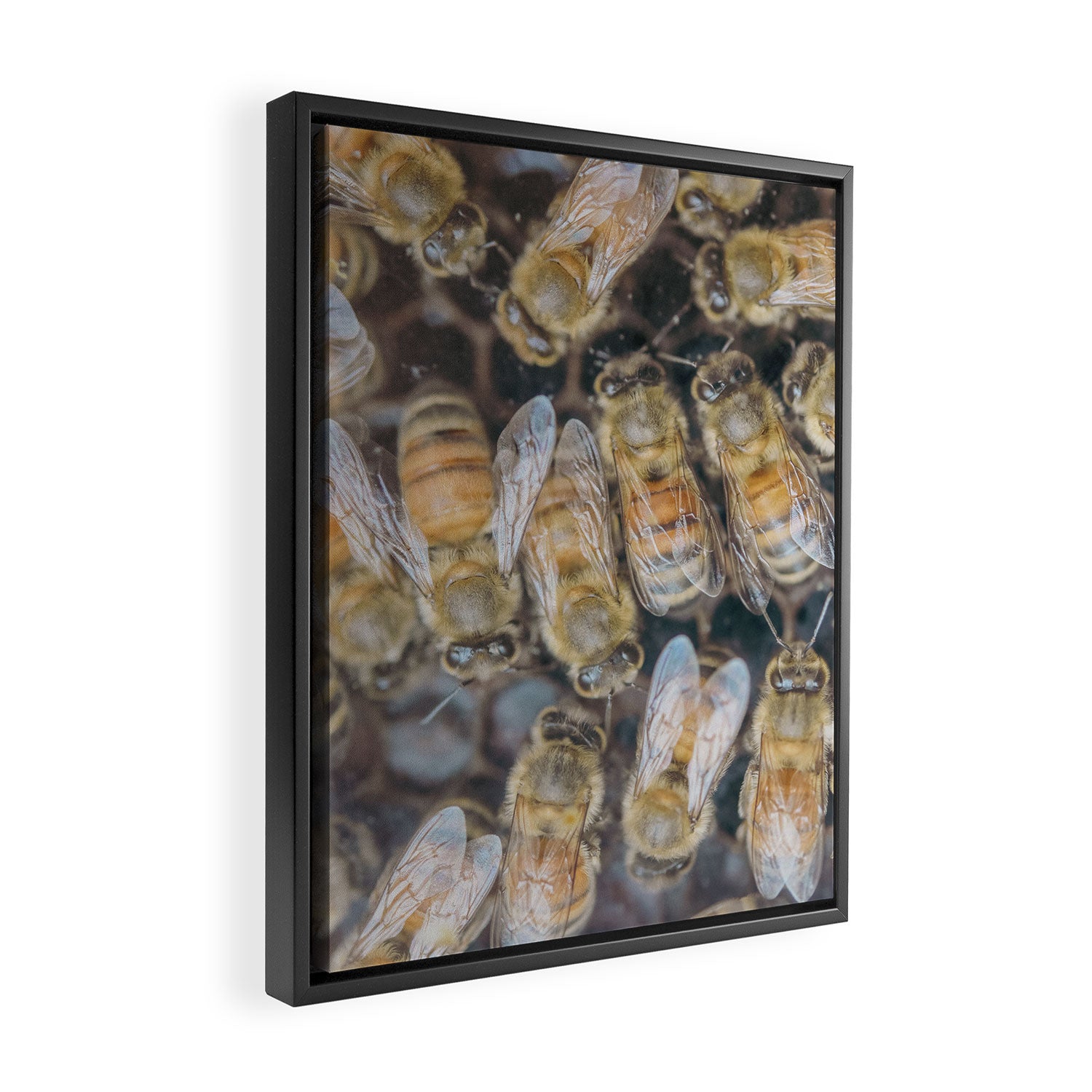Honeybee Hive x environmental nature bee photograph Framed Canvas Print Gallery Image 2