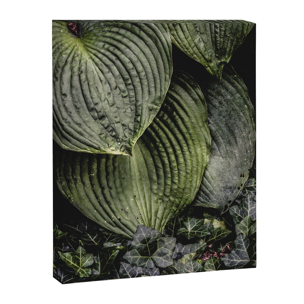 Hosta and Ivy - green nature botanical environment photograph Canvas Print Gallery Image 6