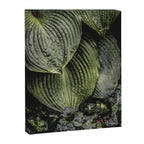 Hosta and Ivy - green nature botanical environment photograph Canvas Print Gallery Image 6