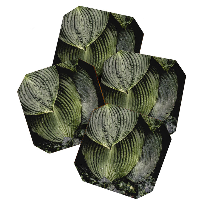 Hosta and Ivy - green nature botanical environment photograph Coaster Gallery Image 1