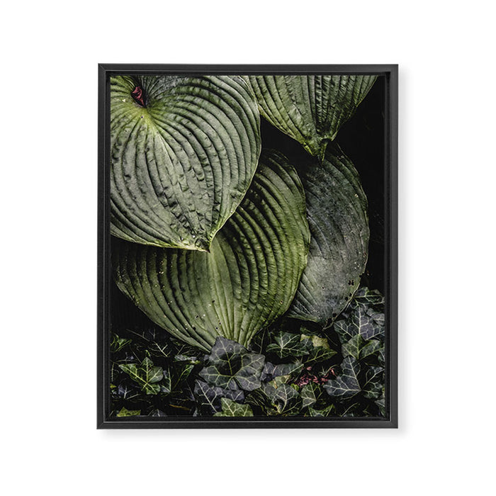 Hosta and Ivy - green nature botanical environment photograph Framed Canvas Print Gallery Image 1