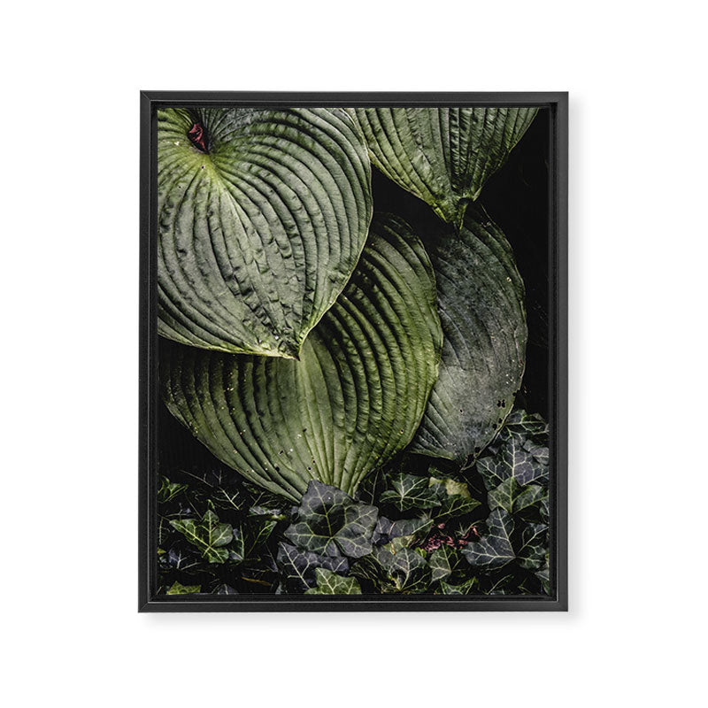 Hosta and Ivy - green nature botanical environment photograph Framed Canvas Print Gallery Image 6