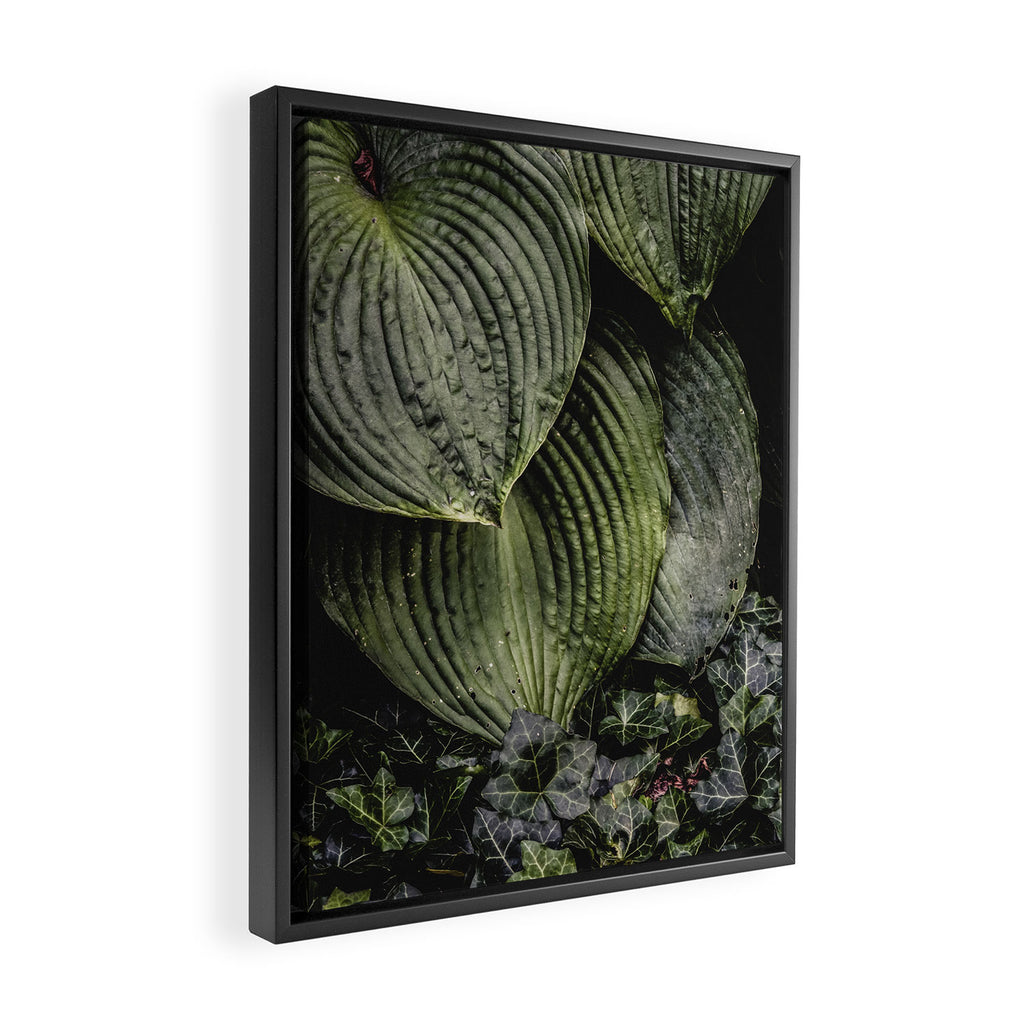 Hosta and Ivy - green nature botanical environment photograph Framed Canvas Print Gallery Image 2