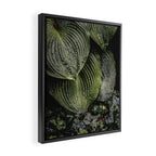 Hosta and Ivy - green nature botanical environment photograph Framed Canvas Print Gallery Image 2