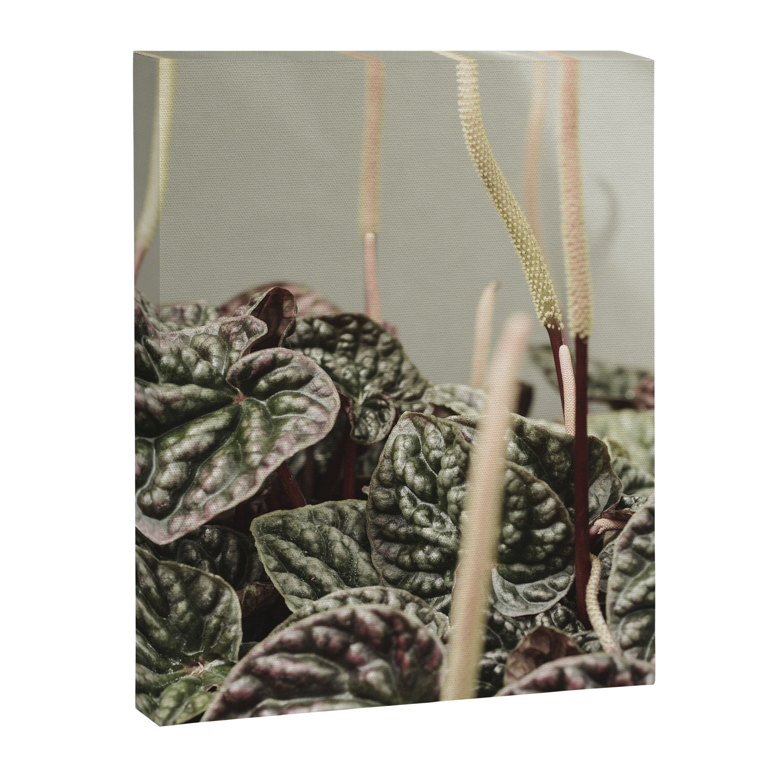 Houseplant 3 - leaf leaves plant botanical modern photograph  Canvas Print Gallery Image 6