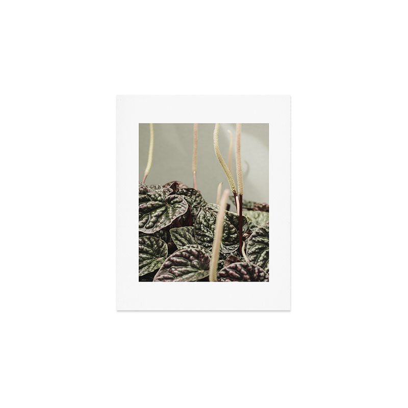 Houseplant 3 - leaf leaves plant botanical modern photograph  Art Print Gallery Image 1