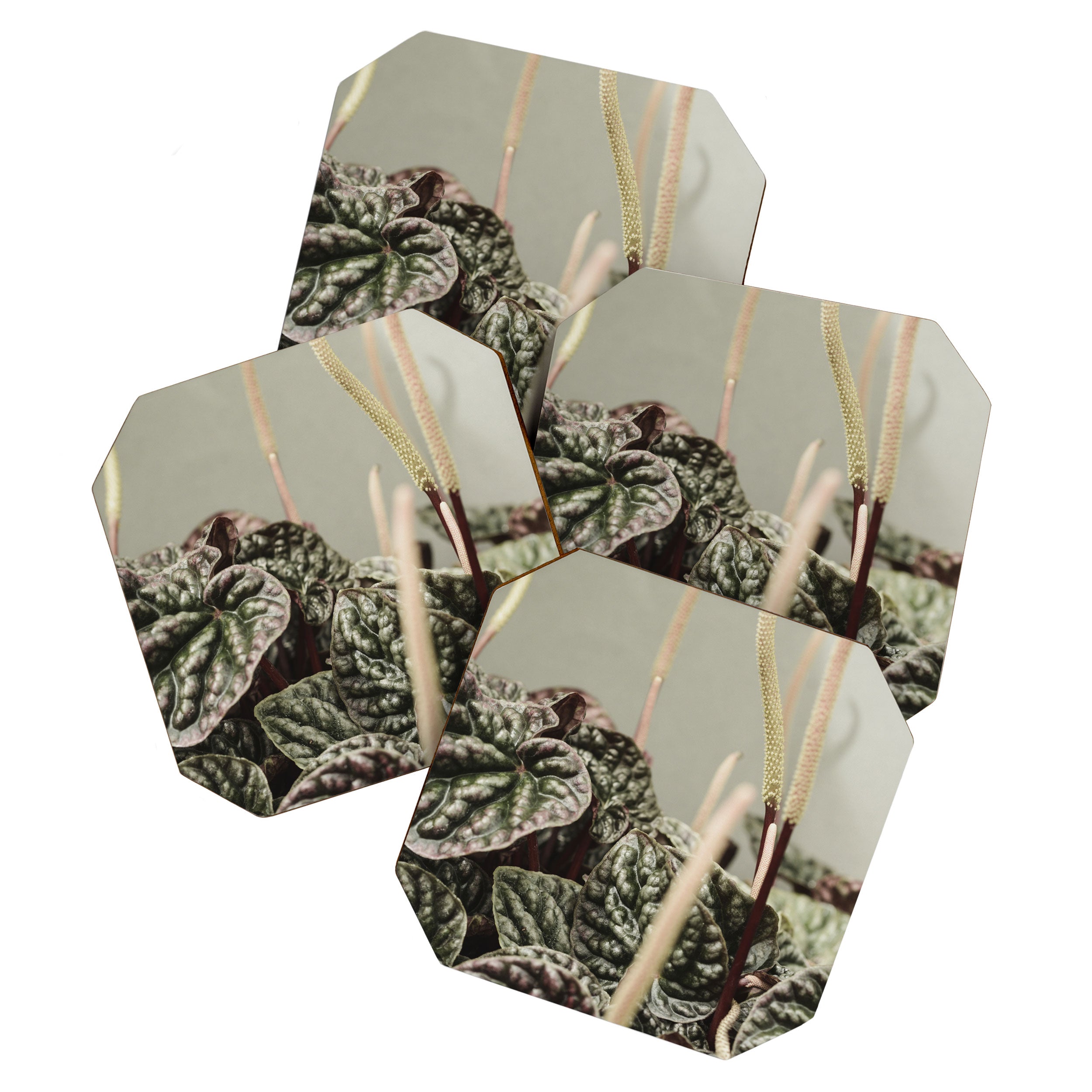 Houseplant 3 - leaf leaves plant botanical modern photograph  Coaster Gallery Image 1