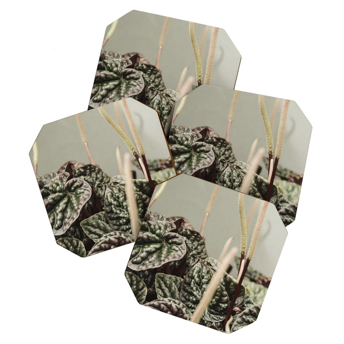 Houseplant 3 - leaf leaves plant botanical modern photograph  Coaster Gallery Image 1