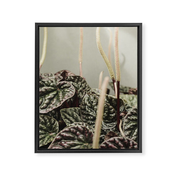 Houseplant 3 - leaf leaves plant botanical modern photograph  Framed Canvas Print Gallery Image 1