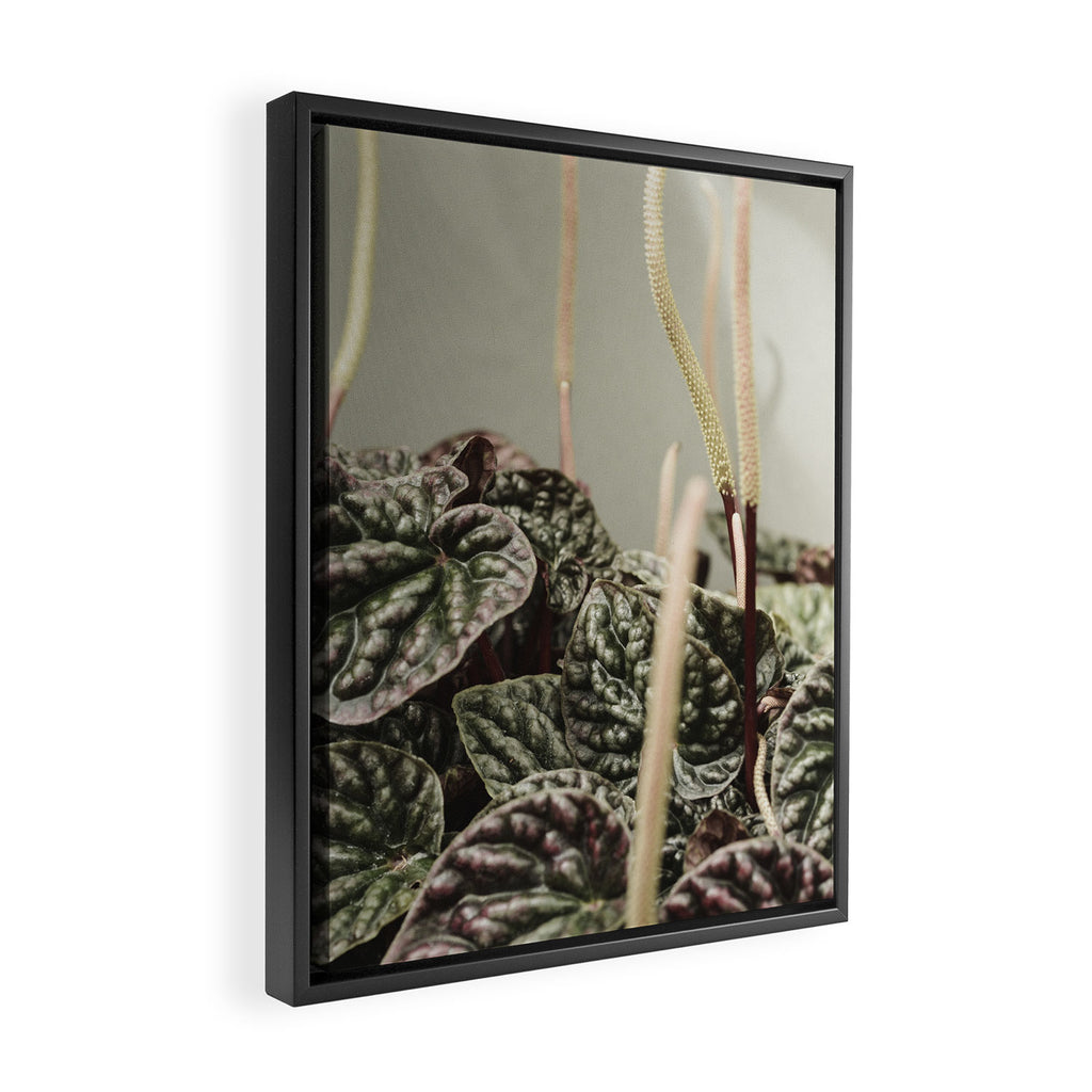 Houseplant 3 - leaf leaves plant botanical modern photograph  Framed Canvas Print Gallery Image 2