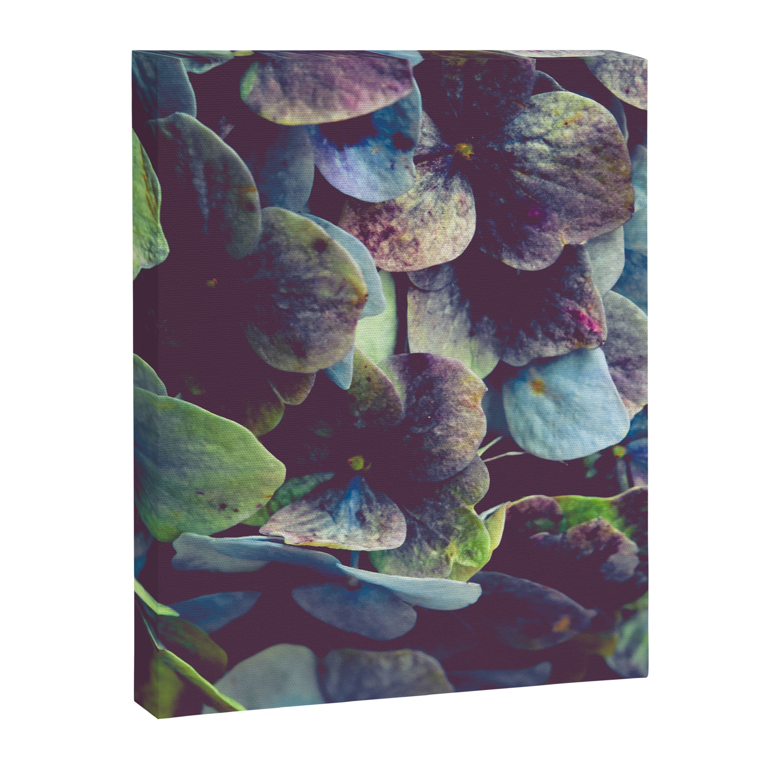 Hydrangea Botanical 1 Canvas Print Gallery Image 6