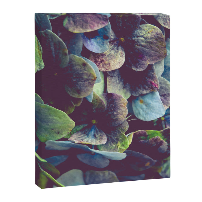 Hydrangea Botanical 1 Canvas Print Gallery Image 1
