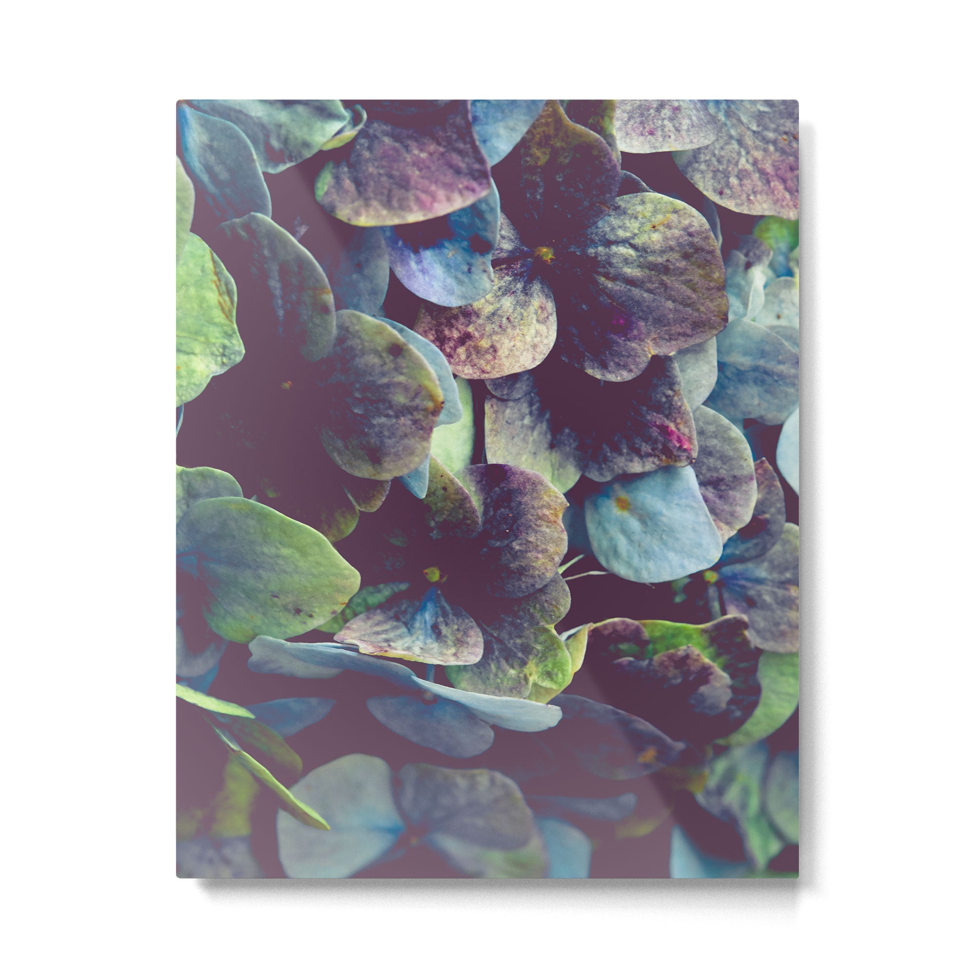 Hydrangea Botanical 1 Metal Print Gallery Image 4